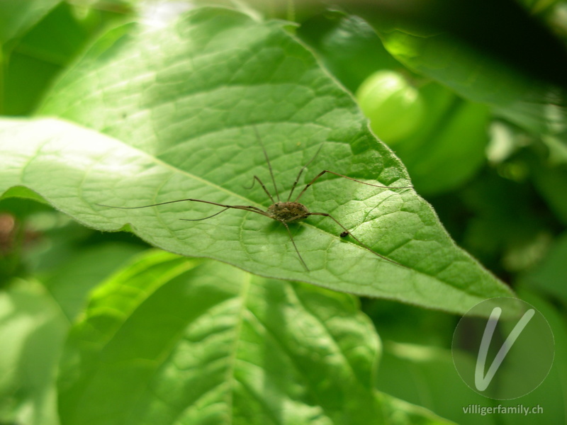 Weberknecht (Phalangium opilio): Übersicht